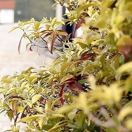 Villafranca * Pignola